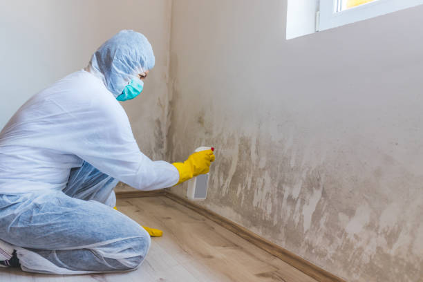 Licensed Mold Remediation service in Haworth, NJ - 24 Hour Mold Removal